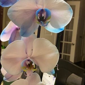 Meet your Posher, Tereeka